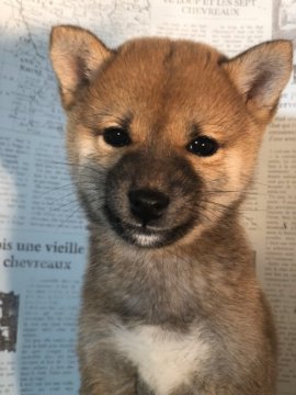 柴犬(豆柴)【宮城県・女の子・2019年9月8日・赤毛】の写真「可愛い大人しめの子です」