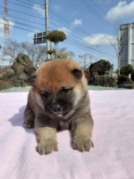 柴犬(豆柴)【宮城県・男の子・2021年2月21日・赤毛】の写真「犬質抜群の男の子！」