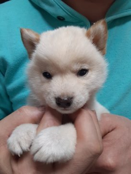 柴犬(豆柴)【宮城県・女の子・2022年2月3日・白】の写真「とっても小さくて可愛い子です💠」