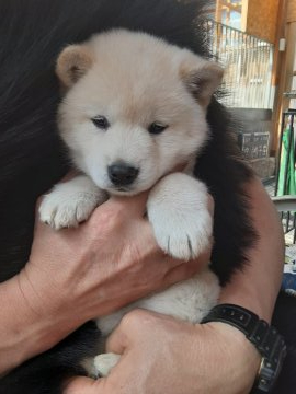 紀州犬【宮城県・女の子・2021年3月3日・白】の写真「可愛い女の子」