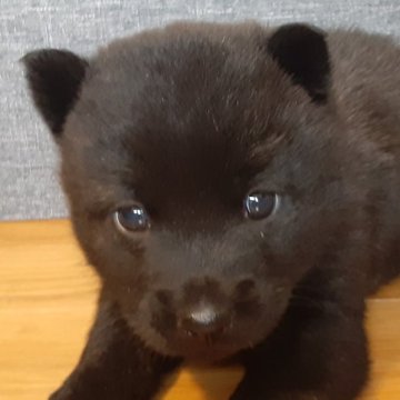 甲斐犬【宮城県・女の子・2023年1月3日・中虎毛】の写真「とっても可愛い女の子です❤️」