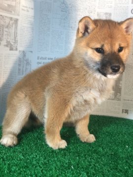 柴犬(標準サイズ)【宮城県・女の子・2019年9月16日・赤毛】の写真「綺麗な顔立ちの女の子です」