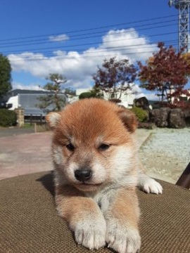 柴犬(標準サイズ)【宮城県・女の子・2020年9月21日・赤毛】の写真「可愛らしい顔の女の子♀️」