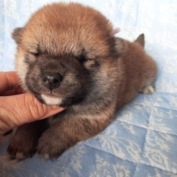 柴犬(標準サイズ)【宮城県・女の子・2023年1月3日・赤毛】の写真「おとなしい女の子🎵」