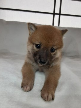 柴犬(標準サイズ)【宮城県・女の子・2021年12月10日・赤毛】の写真「小ぶりで大人しい子です。」