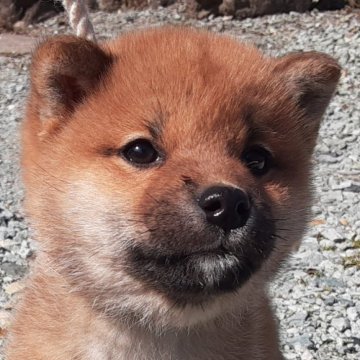 柴犬(豆柴)【宮城県・男の子・2023年1月14日・赤毛】の写真「可愛すぎてゴメンナサイ😆」