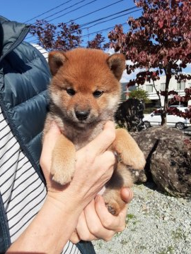 柴犬(標準サイズ)【宮城県・女の子・2020年9月11日・赤毛】の写真「大人しい子です❗」