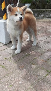 秋田犬【宮城県・女の子・2020年3月3日・赤毛】の写真「大人しくて飼いやすいですよ👧」