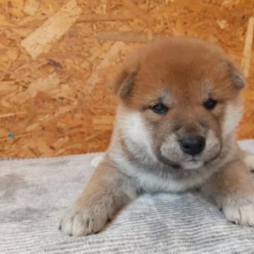 柴犬(標準サイズ)【宮城県・男の子・2022年6月12日・赤毛】の写真「毛色も綺麗な男の子🐶」