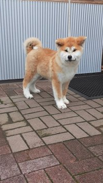 秋田犬【宮城県・男の子・2019年12月1日・赤毛】の写真「愛らしい顔した可愛い子です」