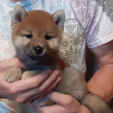 柴犬(豆柴)【宮城県・女の子・2024年4月28日・赤毛】の写真「めっちゃ可愛いワンちゃん🐶」