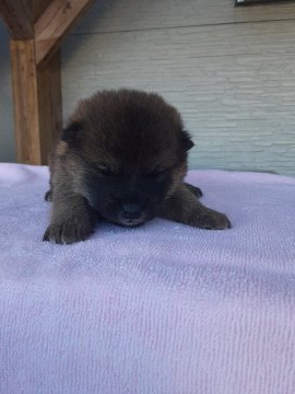 柴犬(標準サイズ)【宮城県・女の子・2021年2月14日・赤毛】の写真「可愛い子です💠」