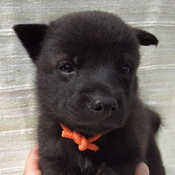 甲斐犬【宮城県・女の子・2023年8月11日・中虎毛】の写真「可愛いお顔のワンちゃんです🐶」