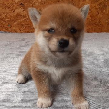 柴犬(標準サイズ)【宮城県・女の子・2022年6月12日・赤毛】の写真「小ぶりで大人しい女の子🎵」