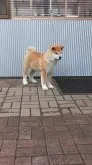 秋田犬【宮城県・男の子・2019年12月1日・赤毛】の写真3