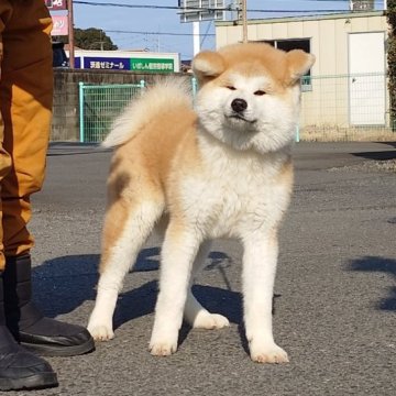 秋田犬【茨城県・女の子・2024年8月17日・赤】の写真「人懐っこく明るい性格の女の子です♪♪」