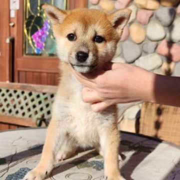 豆柴【茨城県・男の子・2024年9月7日・赤】の写真「元気いっぱいで明るい性格の男の子です♪」