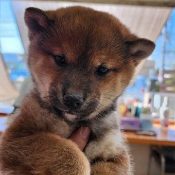 柴犬(標準サイズ)【茨城県・男の子・2024年9月25日・赤】の写真「好奇心旺盛で元気な男の子です♪」