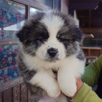 秋田犬【茨城県・男の子・2024年10月16日・虎】の写真「食欲旺盛で元気な男の子です♪♪」