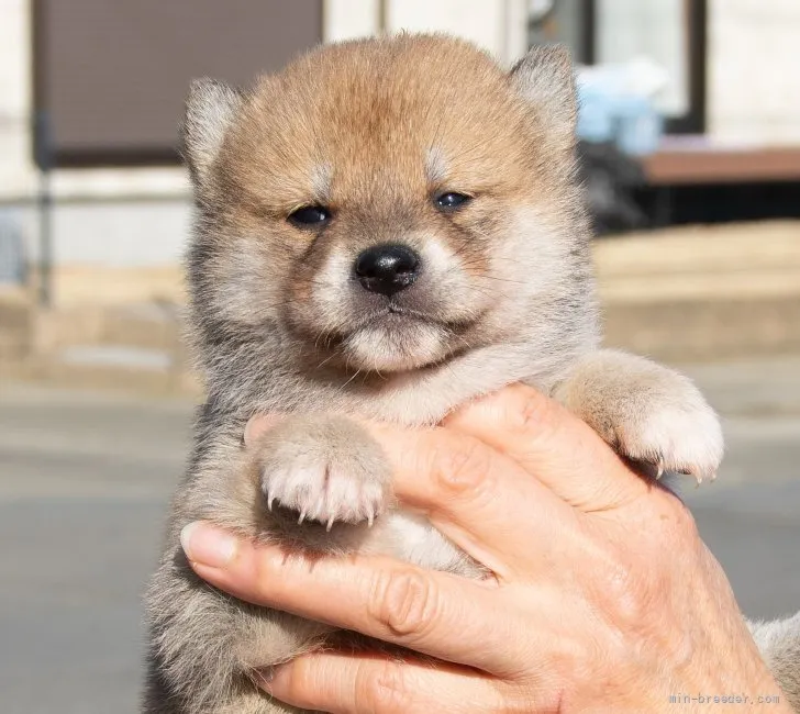 柴犬(標準サイズ)【茨城県・男の子・2021年12月23日・赤】の写真1「２月２日撮影」