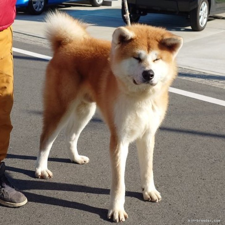 秋保名誉章犬写真集 秋田県保存会 - 自然科学と技術