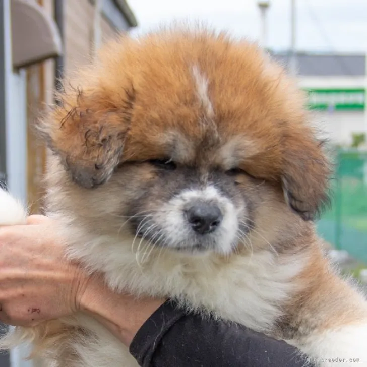 秋田犬【茨城県・男の子・2023年3月12日・赤(長毛)】の写真1「５月１日撮影」