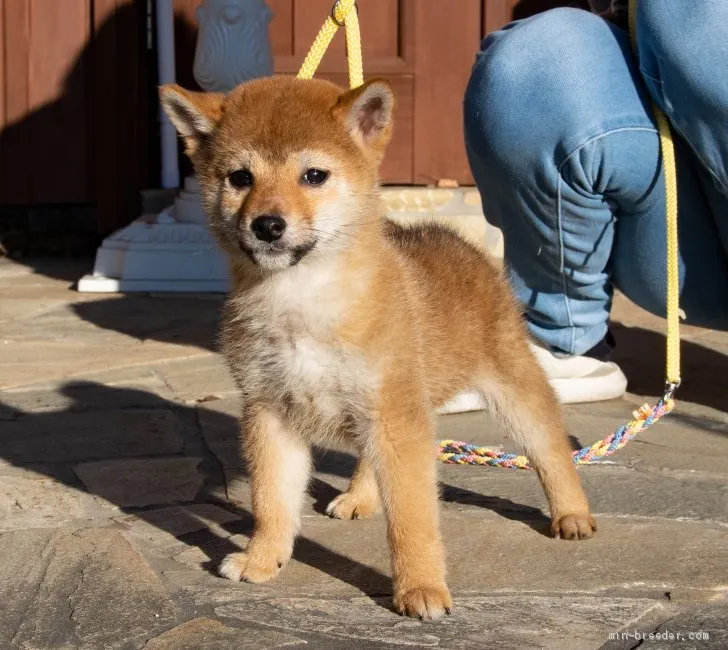 柴犬(標準サイズ)【茨城県・男の子・2019年11月22日・赤】の写真1「１月１０日撮影」