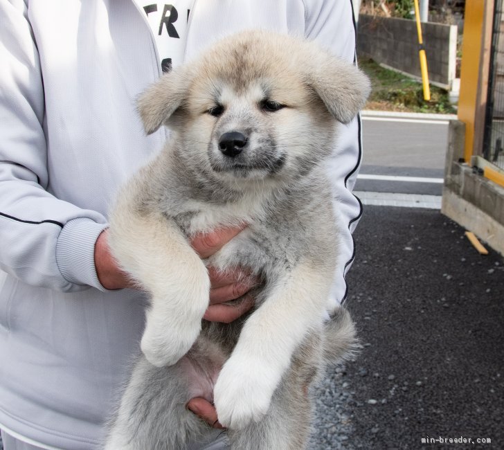 秋田犬 茨城県 女の子 年10月5日 赤 食欲旺盛で元気な女の子です みんなのブリーダー 子犬id 12