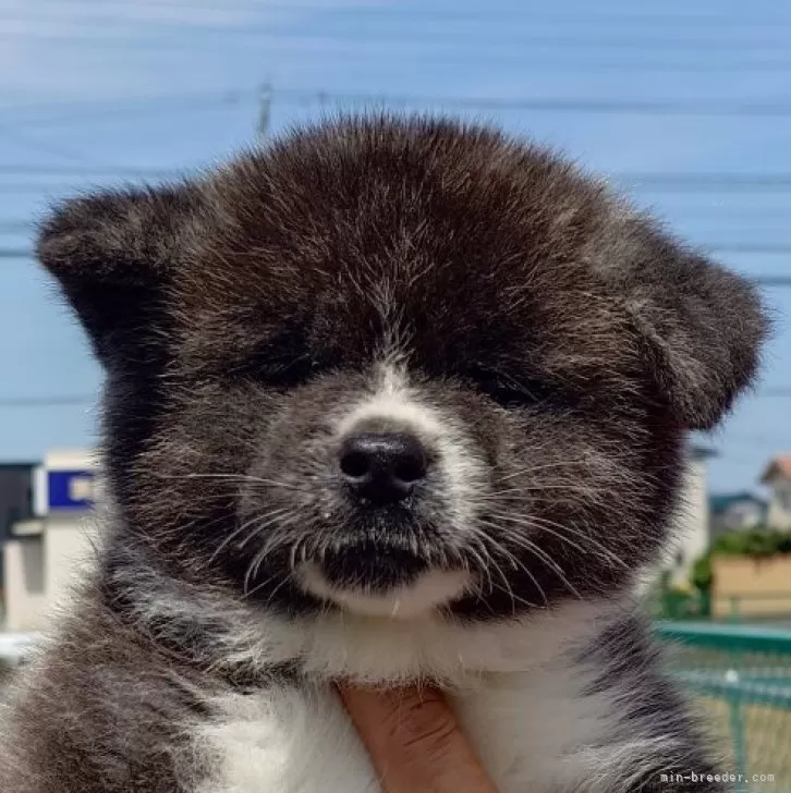 秋田犬【茨城県・男の子・2024年3月30日・虎】の写真1