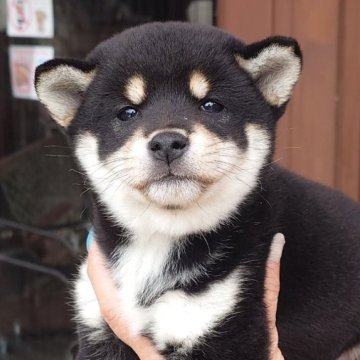 柴犬(標準サイズ)【茨城県・女の子・2024年4月23日・黒】の写真「人懐っこい優しい性格の女の子です♪♪」