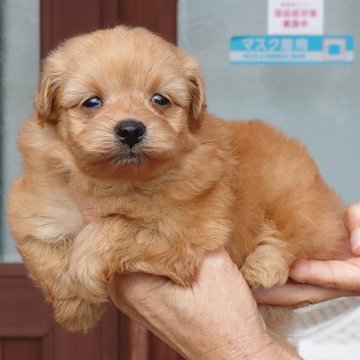 ポメプー(トイプードル×ポメラニアン)【茨城県・女の子・2024年8月10日・アプリコット】の写真「おっとりとした優しい性格の女の子です♪♪」