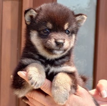 柴犬(豆柴)【茨城県・女の子・2024年3月31日・黒】の写真「優しい性格の女の子です♪♪」