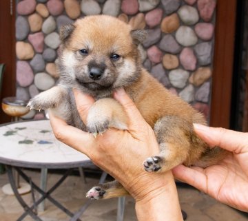 柴犬(豆柴)【茨城県・男の子・2020年6月8日・赤】の写真「両親共に遺伝子検査クリアーの豆柴認定犬です。」