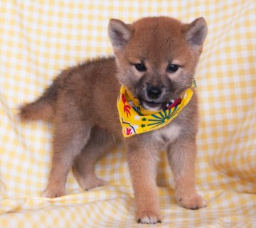 柴犬(標準サイズ)【茨城県・男の子・2017年6月13日・赤】の写真「母子共に健康。元気で可愛い３兄弟。」