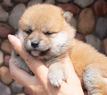 柴犬(豆柴)【茨城県・女の子・2021年8月20日・赤】の写真「両親共に遺伝子検査クリアの女の子です。」