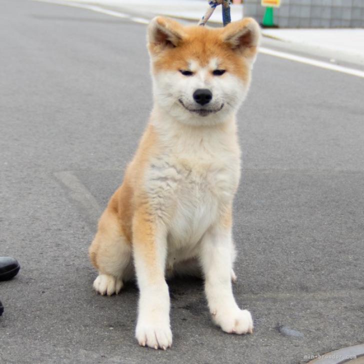 秋田犬 茨城県 男の子 22年7月1日 赤 人懐っこく明るい性格の男の子です みんなのブリーダー 子犬id 2210