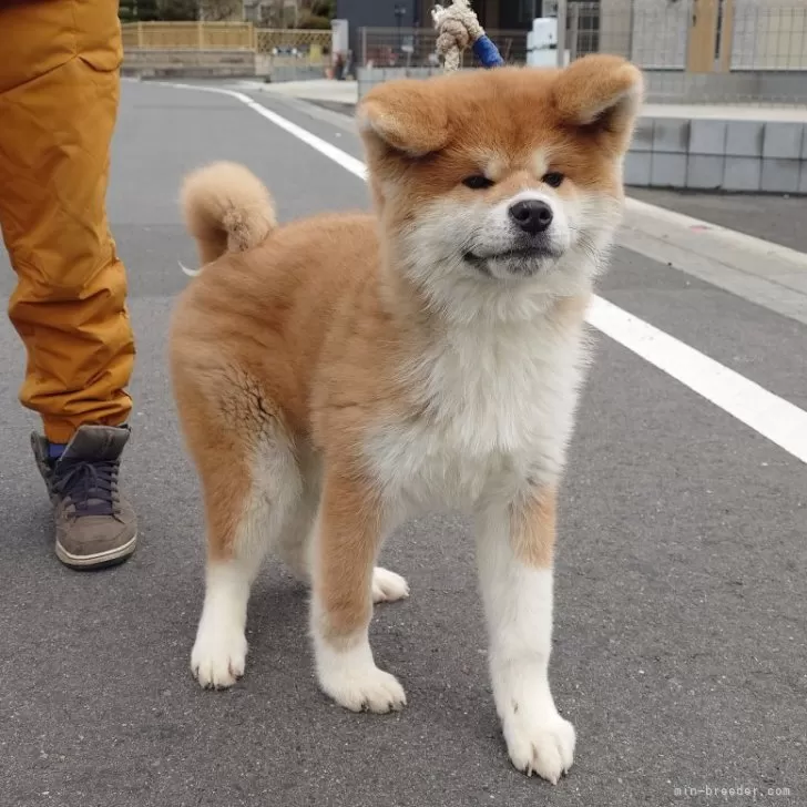 秋田犬【茨城県・男の子・2024年1月15日・赤】元気で人懐っこい性格の