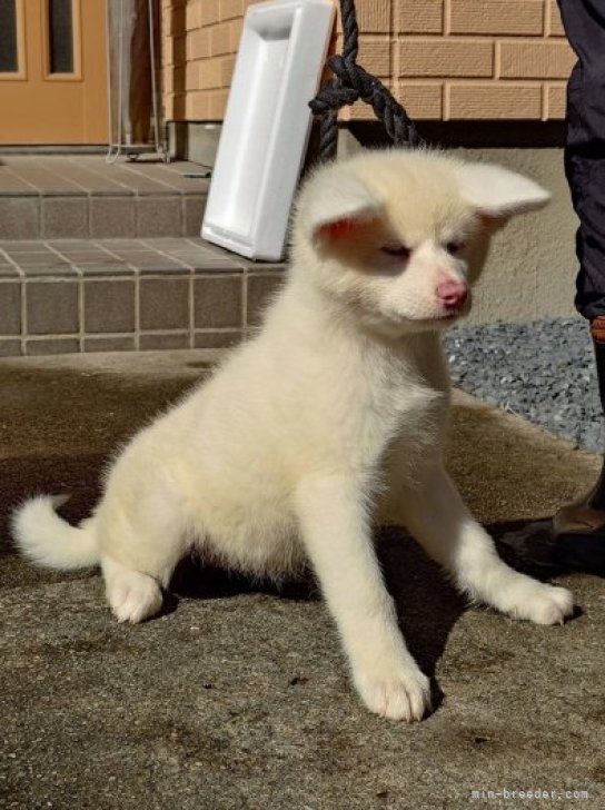 秋田犬【茨城県・女の子・2023年8月13日・白】好奇心旺盛で元気な