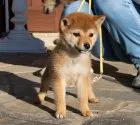 柴犬(標準サイズ)【茨城県・男の子・2019年11月22日・赤】の写真2「１月１０日撮影」