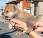 柴犬(標準サイズ)【茨城県・男の子・2021年12月23日・赤】の写真3「２月２日撮影」