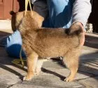 柴犬(標準サイズ)【茨城県・男の子・2019年11月22日・赤】の写真3「１月１０日撮影」