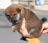 柴犬(標準サイズ)【茨城県・男の子・2024年9月22日・赤】の写真4