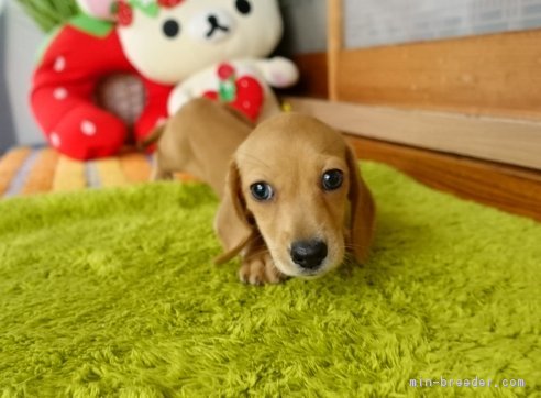 ミニチュアダックスフンド スムース の子犬をお迎えいただいたお客様の声 口コミ 評判 熊本県 みんなのブリーダー