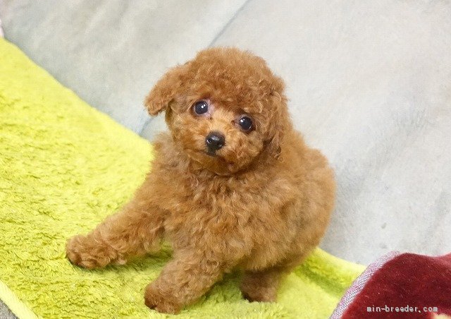 タイニープードル 熊本県 男の子 年4月16日 レッド まるで縫ぐるみ成犬 になっても子犬のような小さな子 みんなのブリーダー 子犬id 06 008