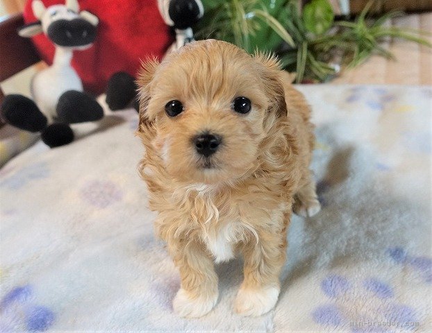 マルプー 熊本県 女の子 年10月22日 アプリコット 白ソックスと胸毛がチャーミー成犬 になっても子犬の容 みんなのブリーダー 子犬id 12