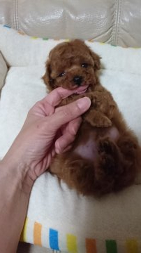 トイプードル(タイニー)【宮城県・男の子・2019年4月14日・レッド】の写真「タイニー小さ目予想 お鼻短い激可愛い子」