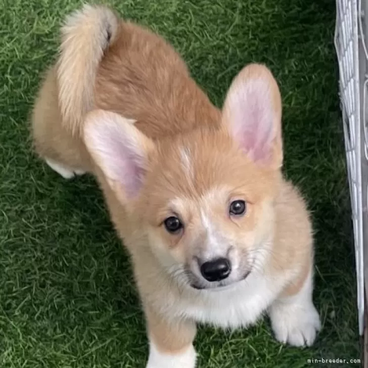 N.K 様のお迎えした子犬