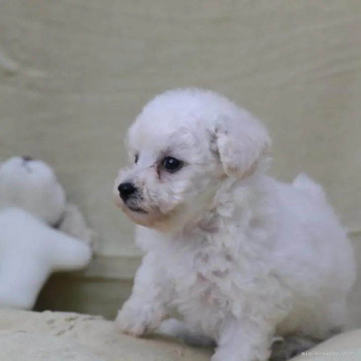 S.T 様のお迎えした子犬