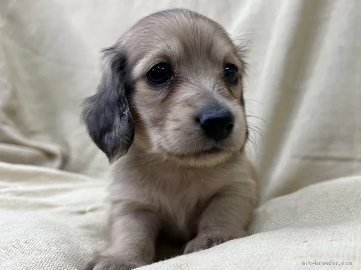 まめまめ 様のお迎えした子犬