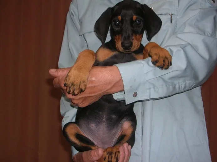 高麗 様のお迎えした子犬